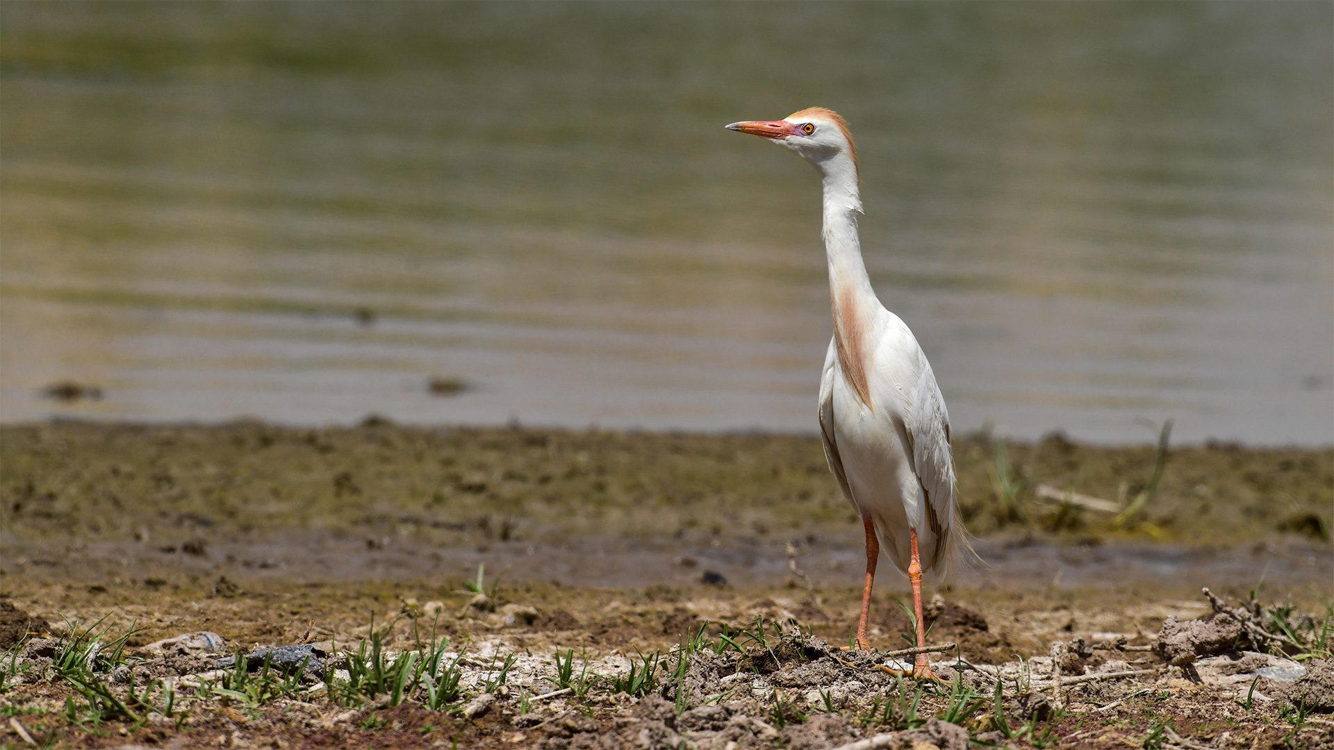 Cattle Egret